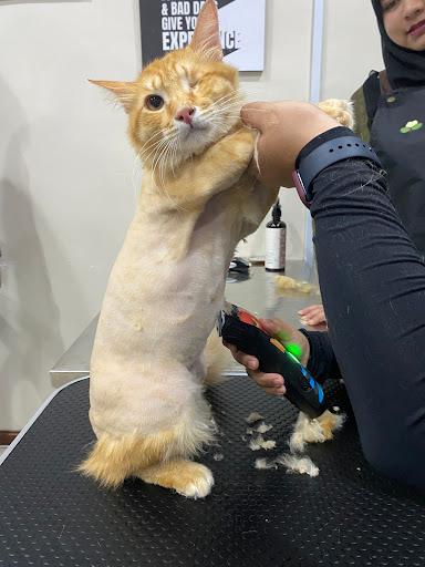 Caterritory Pet Shop Hotel Kuala Kangsar