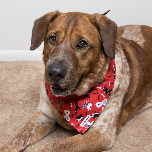 Cheerful Hound LLC - Thumbnail