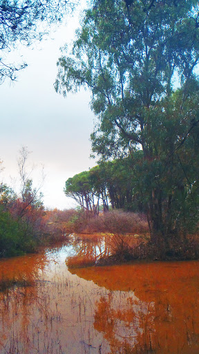 Area S.I.C. Palude d'Imbutillo - Thumbnail