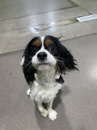 PetSuites Murfreesboro - Thumbnail