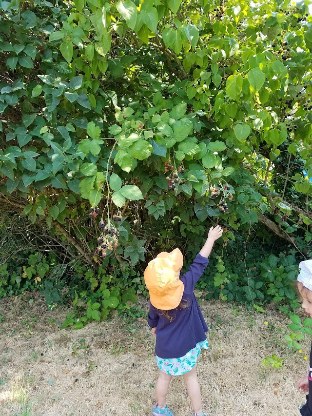 Nora's Woods
