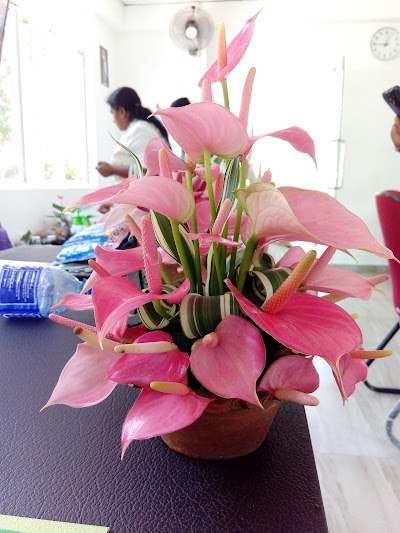 Photos of Mahima Plant Nursery
