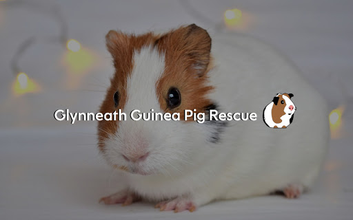 Glynneath Guinea Pig Rescue - Thumbnail