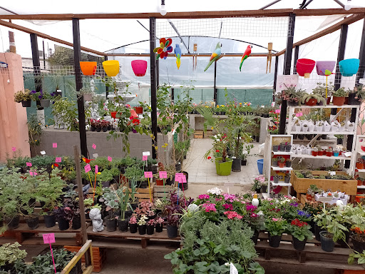 Vivero Vive Verde - Foto 1