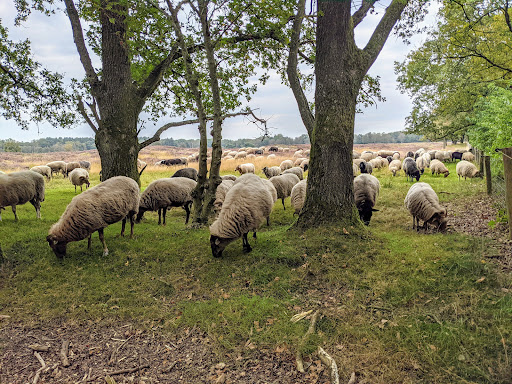 Parkeerplaats Gasterse Duinen - Thumbnail