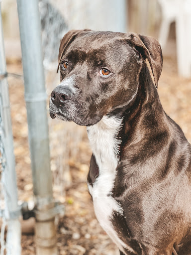 HSNT Keller Regional Adoption Center - Thumbnail