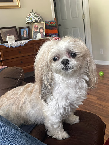 Powell Animal Hospital Gallery - United States