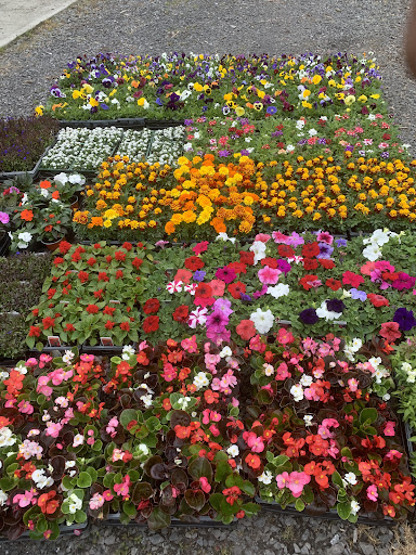 Boxtree Nursery And Garden Centre Gallery - United Kingdom