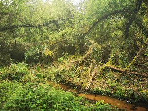 Photo n°4 de Yoga des Bois à Le Sourn (Centre de yoga)