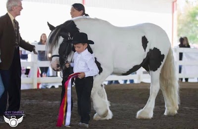 Serenity Farm Gypsy Horses