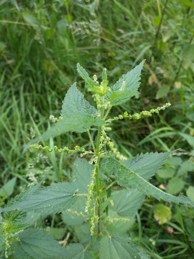 Parc Les Rives du Danube - Thumbnail