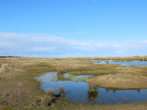 Duinen van Goeree