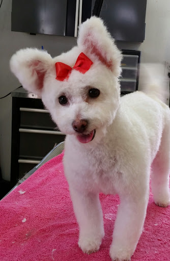 Paw'sh Pet Salon - Thumbnail