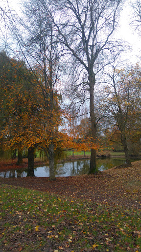 Tulipier De Virginie (arbre remarquable) - Thumbnail