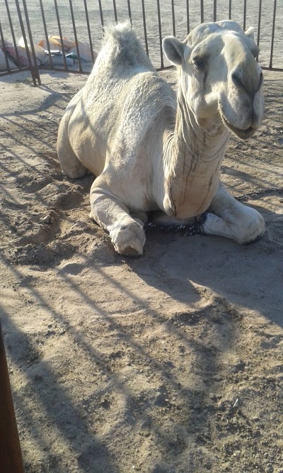 Photos of ALMUTAIRAT STUD