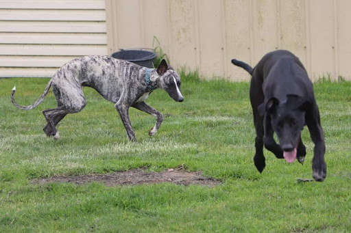 Jack's K9 Place Boarding Kennels and Cattery