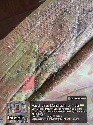 Professional Pest Control Services in Nalasopara, Vasai, Virar & Naigaon post image