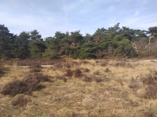 't Louwersbos - Thumbnail