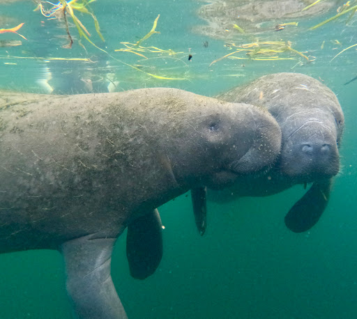 Fun 2 Dive - Swim with Manatees - Thumbnail
