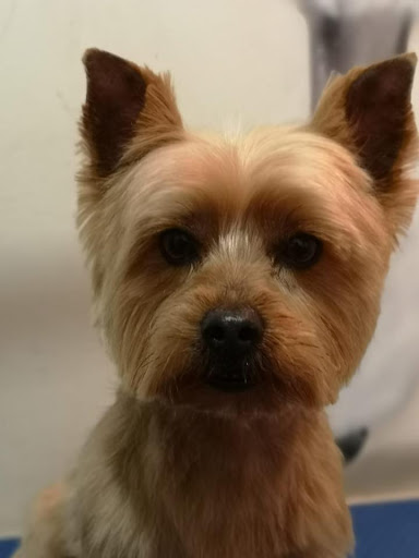 Clínica Veterinaria INDALET - Thumbnail