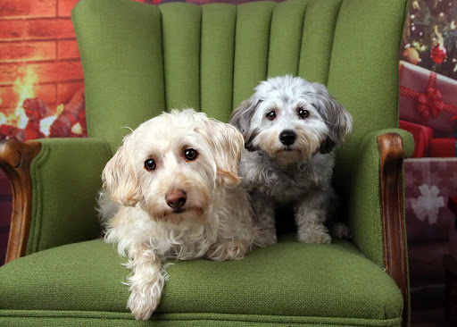 Garden Grove Dog and Cat Hospital - Thumbnail