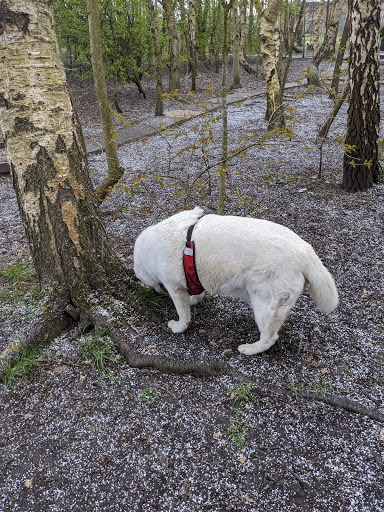Tameside Huskies Off Lead Field - Thumbnail