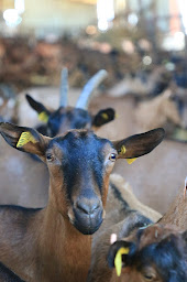 Photo n°5 de GAEC de la Rouvelade FROMAGERIE VALADOU à Saint-Agne (Agriculteur)