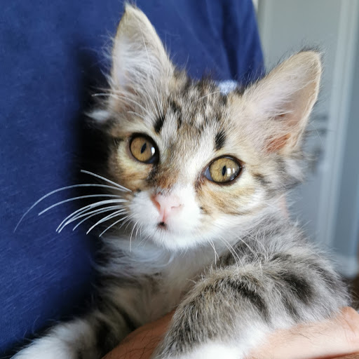 Ambulatorio Veterinario Dr.BocchiniVittorio - Thumbnail