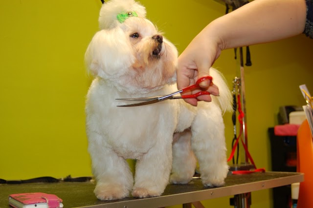 Dog Grooming Rainham Salon-Bona&Beauty
