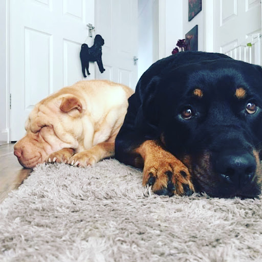 Dogs With Rosie
