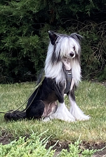 Wags on Willow - Thumbnail