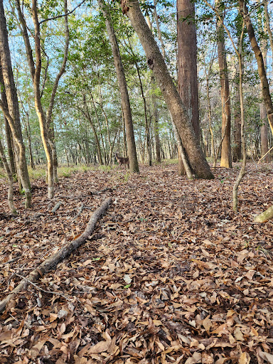 Bluff Springs Recreation Area - Thumbnail