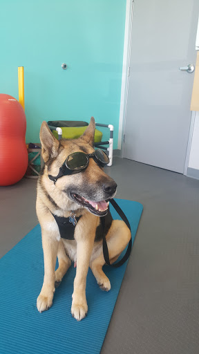 Healthy Paws Veterinary Care Gallery - United States