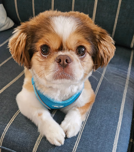 Glamour Dogs Grooming Salon - Thumbnail