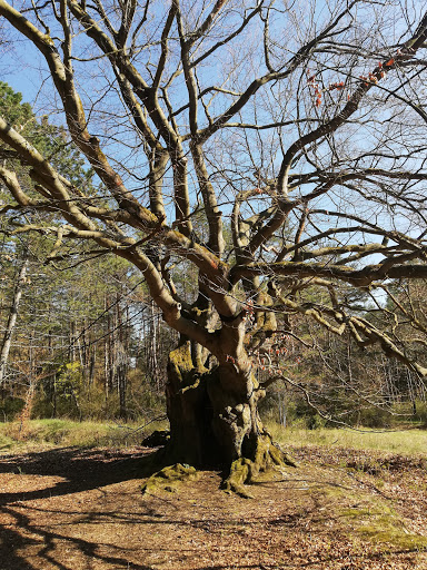 Schäferbuche - Visual
