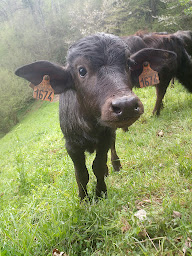 Photo n°5 de Ferme des Abères à Rivèrenert (Ferme bio)