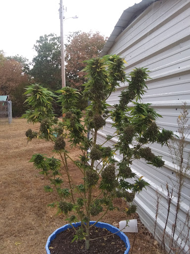 Sasquatch Gardens Dispensary - Thumbnail