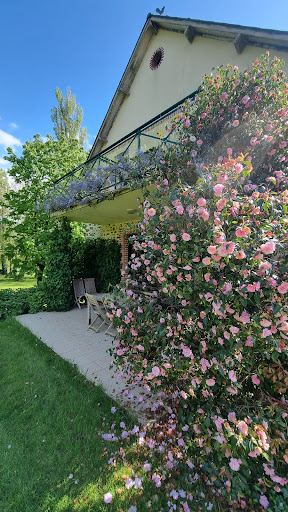 Photo de Fleurs des Champs à Saint-Germain-le-Fouilloux (53240)
