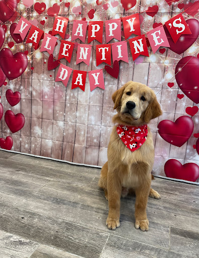 Tailored Pups Dog Grooming