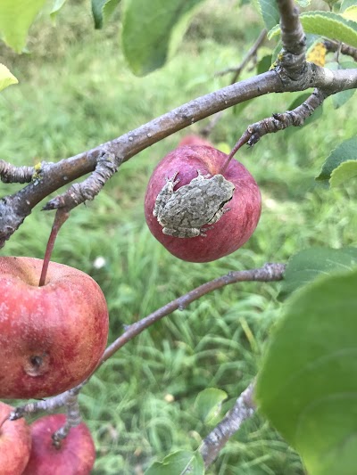 Cottonwood Cider House