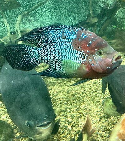 East Idaho Aquarium