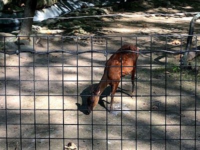 Bergen County Zoo