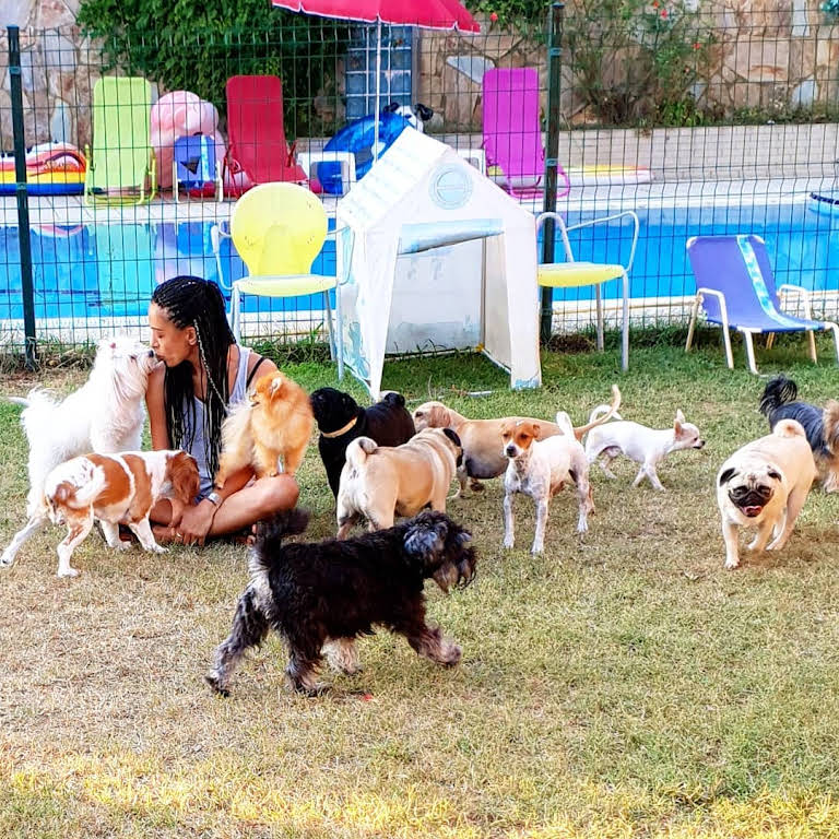 Pati Abla Kopek Evi Kopek Oteli Kucuk Irk Cocuklarinizin Kendi Evleri Gibi Bir Kopek Oteli