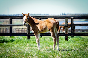 Photo n°1 de Haras de Beaufay à Le Sap-André (Éleveur de chevaux)