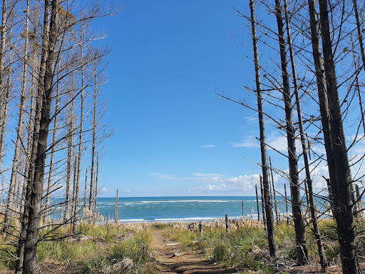 Waiuku Forest - Thumbnail