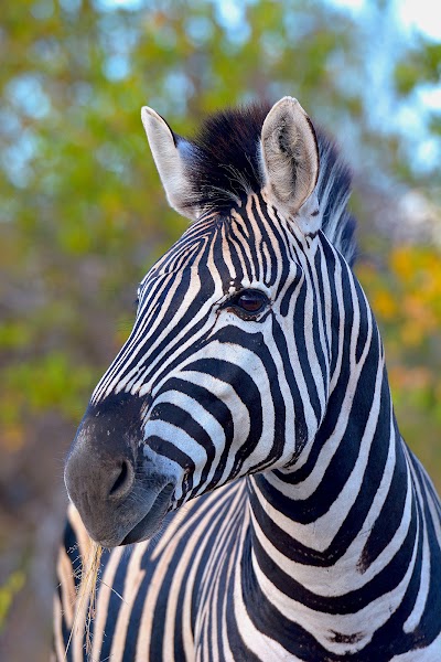 Photos of krugerpark-direct.com