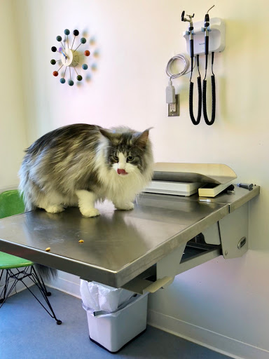 Midtown Vets, A Thrive Pet Healthcare Partner - Thumbnail