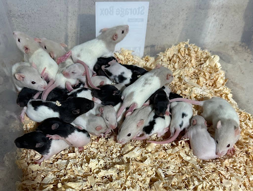 Hunter Valley Rodent Farm - Thumbnail