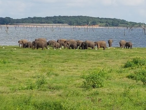 Minneriya National Park SAFARI, Author: vincent roziers