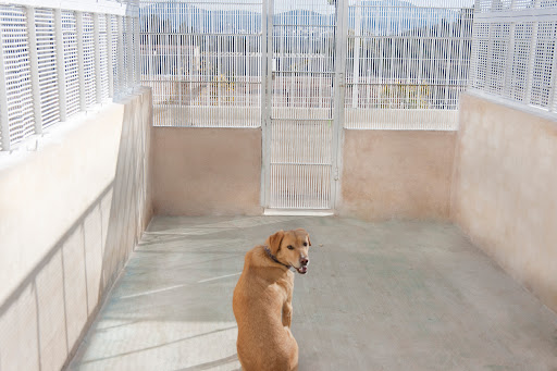 Hotel para perros Residencia Canina LA NAHORA
